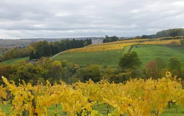 Coulée de Serrant