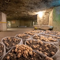 Musée du champignon