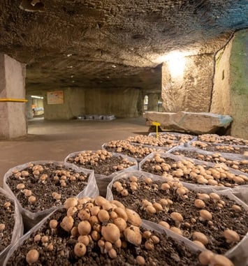 Musée du champignon
