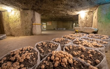 Musée du champignon