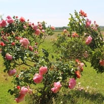 Roseraie Loubert