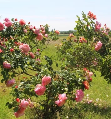 Roseraie Loubert