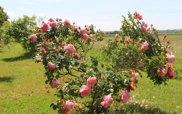 Roseraie Loubert
