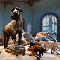 Visite libre des collections et de l'exposition
