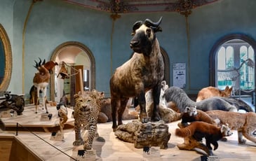 Visite libre des collections et de l'exposition