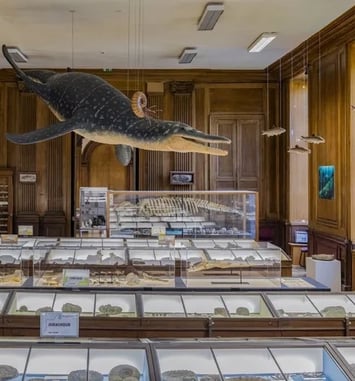Le chantier des collections ouvre ses portes