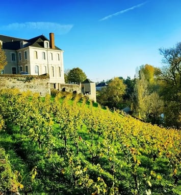 Visite commentée de la vigne par l'association VEVA