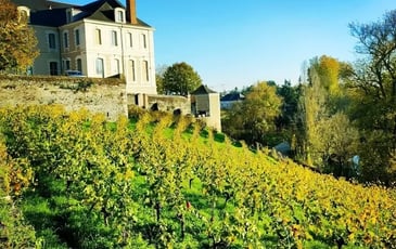 Visite commentée de la vigne par l'association VEVA
