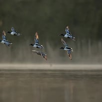 À la découverte des oiseaux
