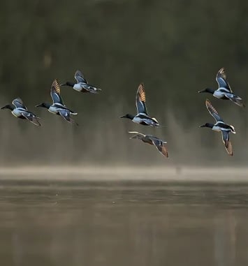 À la découverte des oiseaux