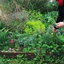 Les "mauvaises herbes" précieuses du jardin