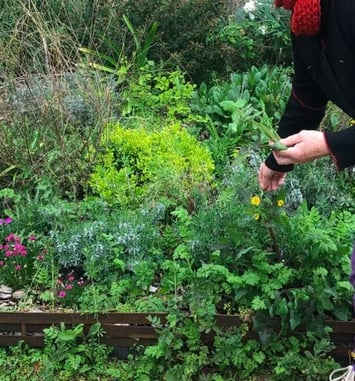 Les "mauvaises herbes" précieuses du jardin