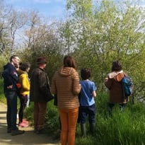 Plantes sauvages des rives